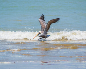 Pelican landing on the water