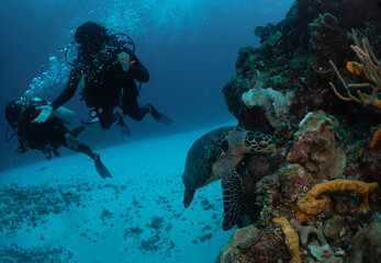 Fototapeta na wymiar two divers observing a marine turtle in cozumel