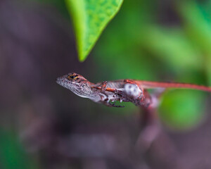 Small lizard on a branch