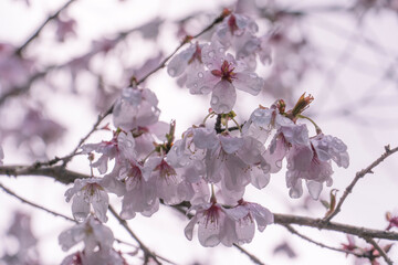 朝露に濡れる桜