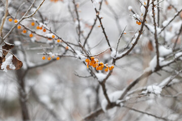 Remains of frozen orange berries on a branch of a sea buckthorn bush on a winter day