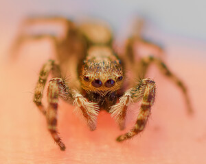 tiny spider on the wall