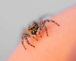 tiny spider over a hand