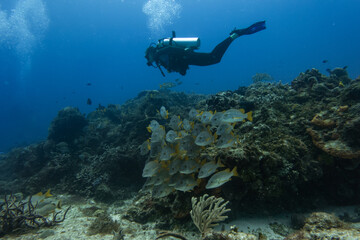 diver scuba diving around the coral reef and a school of fish