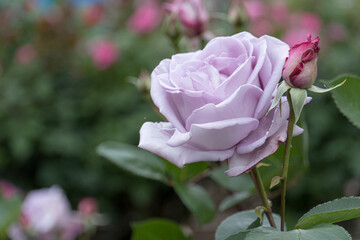 pink rose in garden