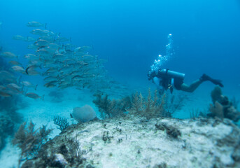 Fototapeta na wymiar divers scuba diving around the coral reef