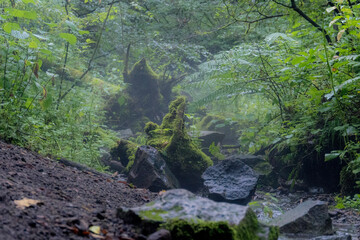 stream in the forest