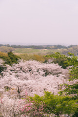 Fototapeta na wymiar 桜と日本の田舎の風景