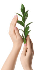 Female hands with green leaves isolated on white