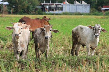 cows in a field