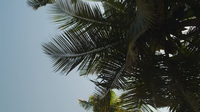 Beautiful blue summer sky with palm tree leaves in foreground, slow motion movement