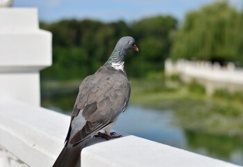 Голуб в парку