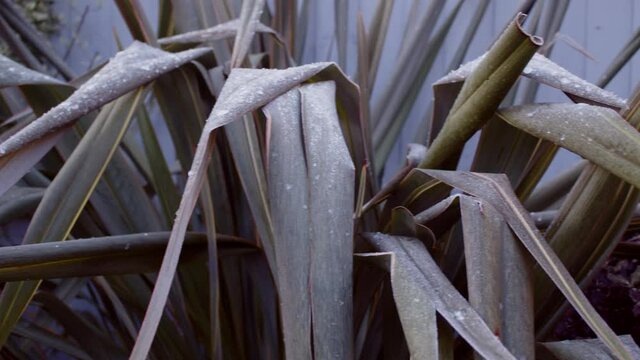 Eye level Pan of New Zealand Flax Phormium with Frost and ice