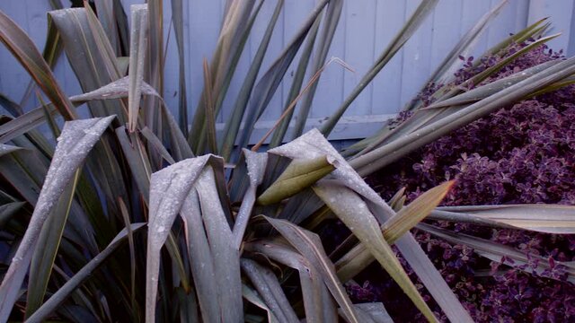 Top view Pan of New Zealand Flax Phormium with Frost and ice