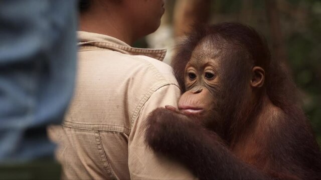 A baby Orangutan with a keeper in a jungle school.