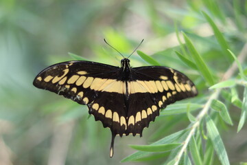 Black and yellow butterfly on leaf