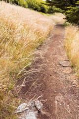 path surrounded by golden wheatgrass plant outdoor in sunny meadow