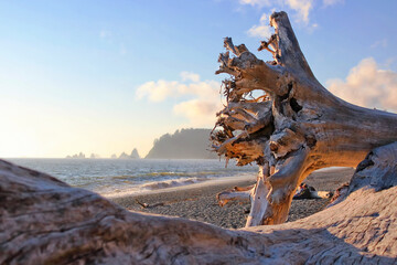 Woods at Rialto Beach. Beautiful sunny day at shores at the Olympic National Park, Washington