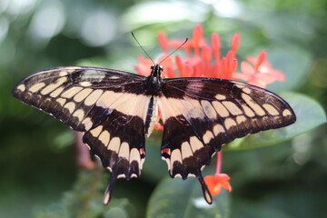butterfly on a flower