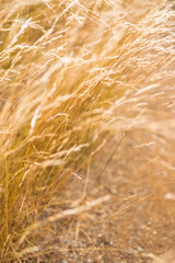 close-up of golden wheatgrass plant outdoor in sunny meadow