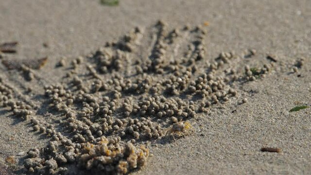 Crab makes balls of sand