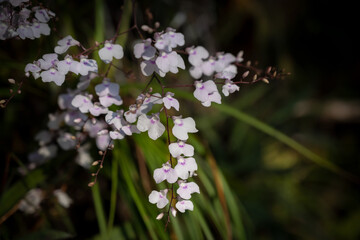 Close-up of Ionopsis orchid, small white flowers with purple stripes blooming on a dark background.