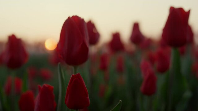 Closeup flower field with many tulips in sunset. Macro shot of beautiful flowers