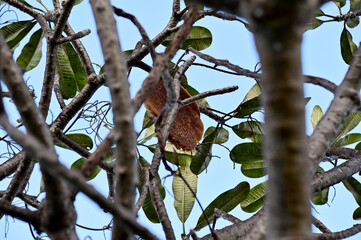 Large honeycomb Next to a branch on a tall tree with nature background.