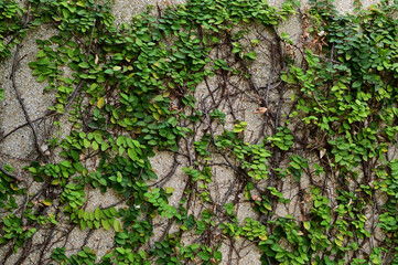 Close-up of Green Climber Plant on wall natural background concept selective focus. 