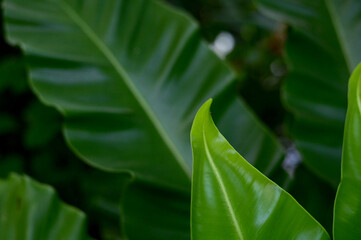 Close-up of Nature view of green leaves on blurred greenery background in forest. Focus on leaf and shallow depth of field.