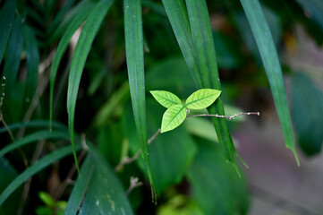 Close-up of Nature view of green leaves on blurred greenery background in forest. Focus on leaf and shallow depth of field.