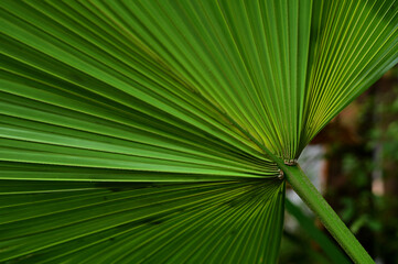 Fototapeta premium Close-up of Nature view of green leaves on blurred greenery background in forest. Focus on leaf and shallow depth of field.