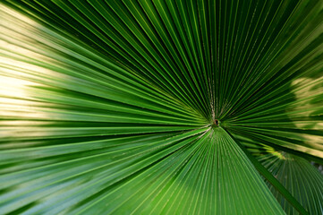 Close-up of Nature view of green leaves on blurred greenery background in forest. Focus on leaf and shallow depth of field.