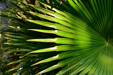 Close-up of Nature view of green leaves on blurred greenery background in forest. Focus on leaf and shallow depth of field.