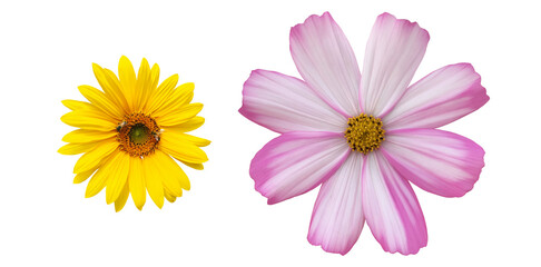 Isolated pink-white cosmos flower and sunflower with clipping paths.