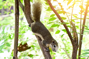 A small gray squirrel Climbing on a tree in the park with natural background.
