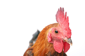 Red crested chicken on a white background.