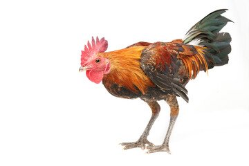 Red crested chicken on a white background.
