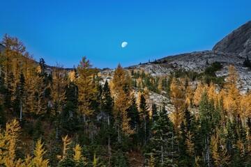 The moon over the larches on a sunny day in the Canadian Rockies.