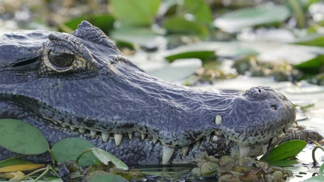 Yacare Caiman lying in wetlands with aquatic plants; close-up of head