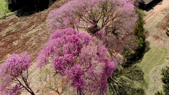 Aerial view of a beautiful Flowering pink ipe tree
