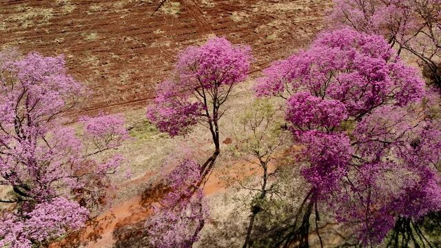 Aerial view of a beautiful Flowering pink ipe tree