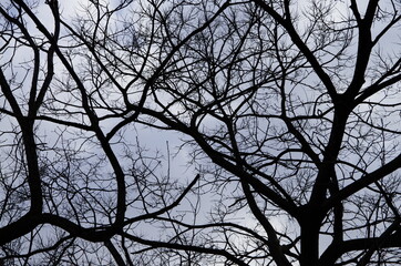 冬の木の枝