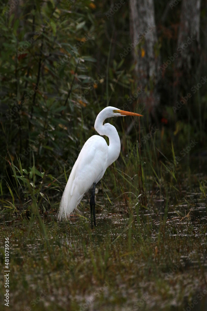 Poster great egret