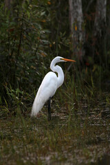 great egret