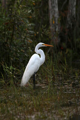 great egret