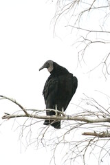 Black Vulture