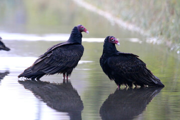 Black Vulture