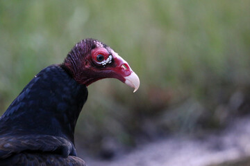 Turkey Vulture