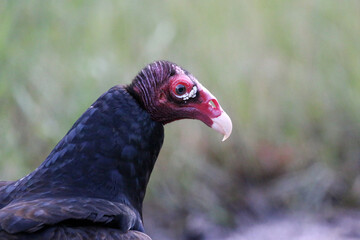Turkey Vulture